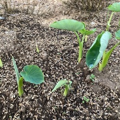 里芋の種芋
