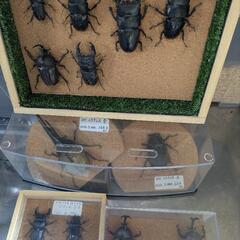 ヘラクレス オオクワガタ 標本