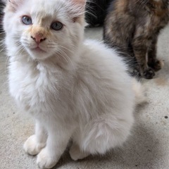 2月25日生まれの白猫ちゃんの里親募集します