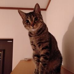 可愛がってくれる方と出会えたら嬉しいです。