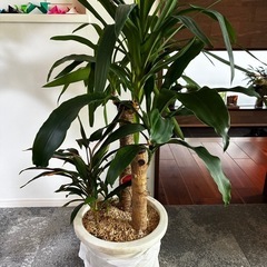 大型観葉植物　ドラセナ　マッサンゲアナ　ニュードリーミー