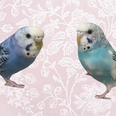 ♡仲良しセキセイインコ2羽♡