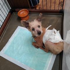 ミックス13歳オス