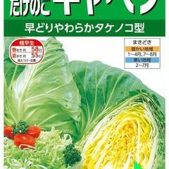 キャベツ苗
