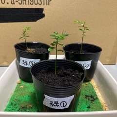 1-3 お得　フィンガーライム　苗　３本