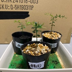 4-6　お得　フィンガーライム　苗　３本