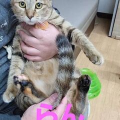 らん(メス)