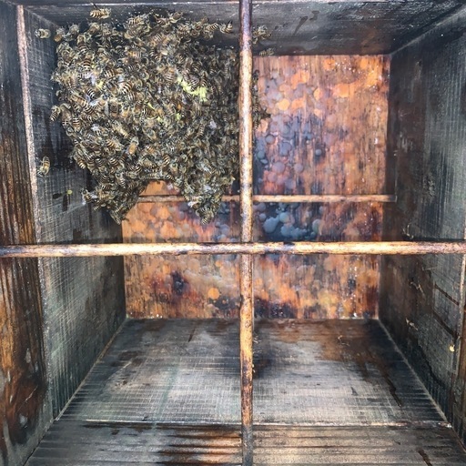 日本蜜蜂 分蜂群入り重箱式巣箱 ２段