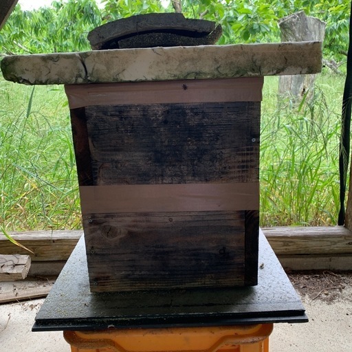 日本蜜蜂 分蜂群入り重箱式巣箱 ２段