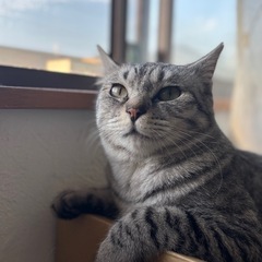 虐待からの保護猫です。