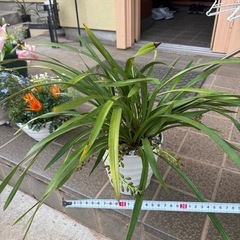 キンリョウヘン