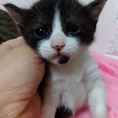 もうすぐ1ヶ月の可愛い兄妹です。