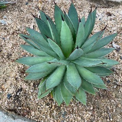 アガベ　フィリフェラ×イシスメンシス (Agave hybrid...
