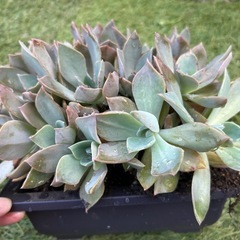 多肉植物
