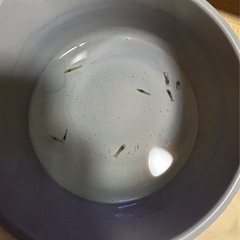 ミナミヌマエビ