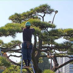 植栽の抜根伐採、雑草除去、大木の枝落としなら 【植栽伐採ヘルパー３６５ 三鷹営業所】 - 三鷹市