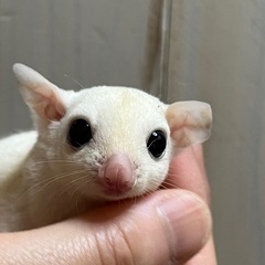 フクロモモンガ オススメ‼️ふわもちリューシ君🩵離乳前予約…
