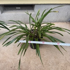 キンリョウヘン