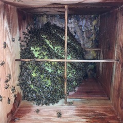 日本蜜蜂 分蜂群入り重箱式巣箱 ２段