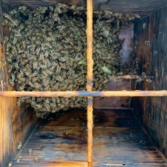 日本蜜蜂 分蜂群入り重箱式巣箱 3段