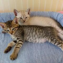 1ヶ月かわいい姉妹です※シャム一旦停止
