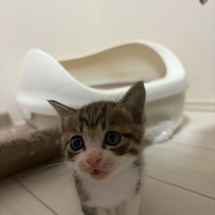 里親募集します