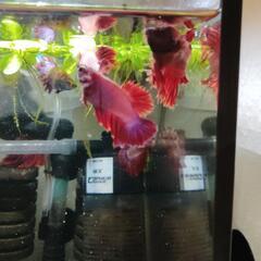 熱帯魚　ベタの画像