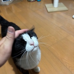 べっぴんさん − 兵庫県