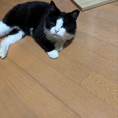 べっぴんさん - 猫