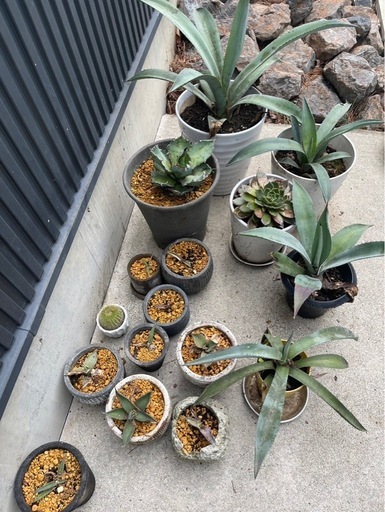 アガベなと色々