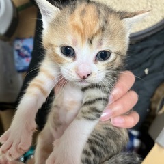 子猫4匹の譲渡