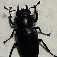 メタリフェルホソアカ