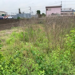 助けて😭1年放置した畑の雑草除去🍀一旦受付終了🙏🏻💭