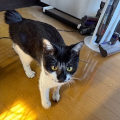 雑種の女の子推定1歳。誰かこのビビリで優しいねこちゃんの家族にな...