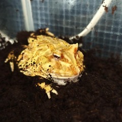 ツノガエル（パックマンフロッグ）と、その飼育セット