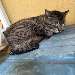 2歳ぐらい　保護してください