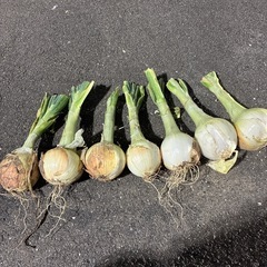 野菜　新玉
8個売り