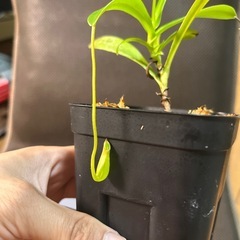 ネペンテス　マシキマ　　乾燥水苔付きの画像