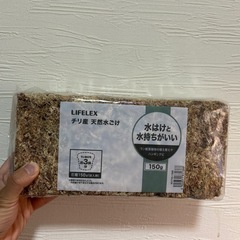 ネペンテス　マシキマ　　乾燥水苔付きの画像