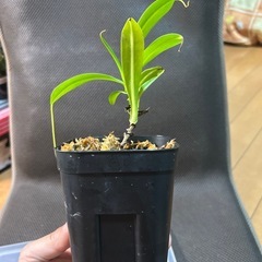 ネペンテス　マシキマ　　乾燥水苔付きの画像