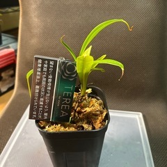 ネペンテス　マシキマ　　乾燥水苔付き