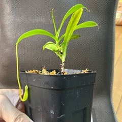 ネペンテス　マシキマ　　乾燥水苔付きの画像