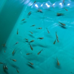 金魚 ミックス
