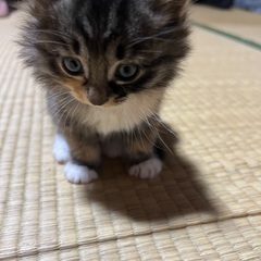 里親募集
