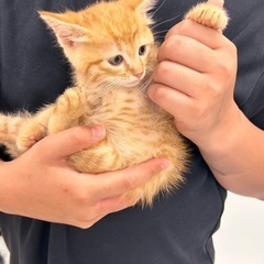 保護猫と里親様をつなぐ会　保護猫譲渡会 − 千葉県