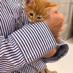 保護猫と里親様をつなぐ会　保護猫譲渡会 - イベント