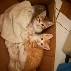 子猫メスとオスの兄妹里親募集。できるだけ二匹で飼ってほしい…