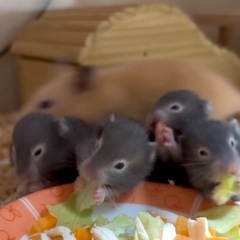 ゴールデンハムスターの赤ちゃん 里親募集