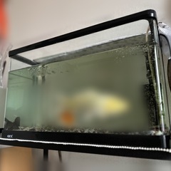 GEX 60cm曲げガラス水槽（蓋あり）＋滑り止めマット