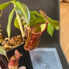 ネペンテス　ミランダ　乾燥水苔付きの画像
